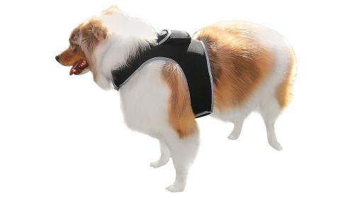 Mini Global Pet Finder GPS Pet Tracker Rechargeable w/ Movement Sensor Size:M